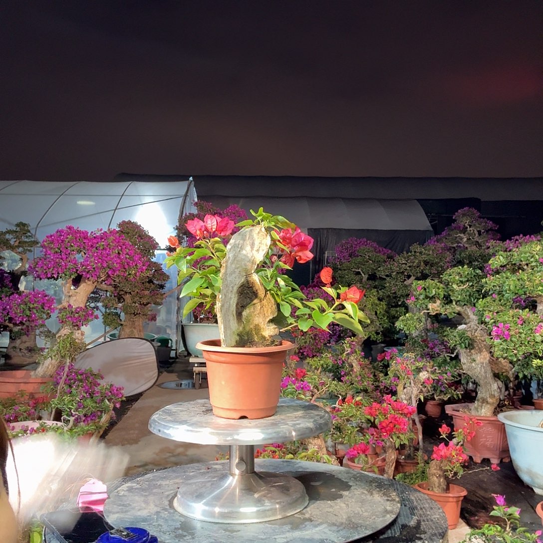 蔡***群无花朵同安红三角梅