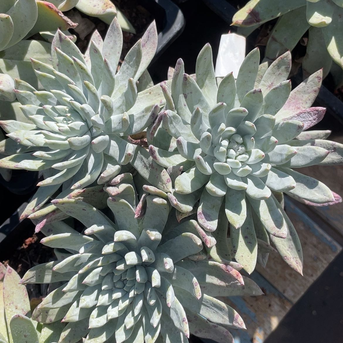 【闪购商品】阿金尼老庄