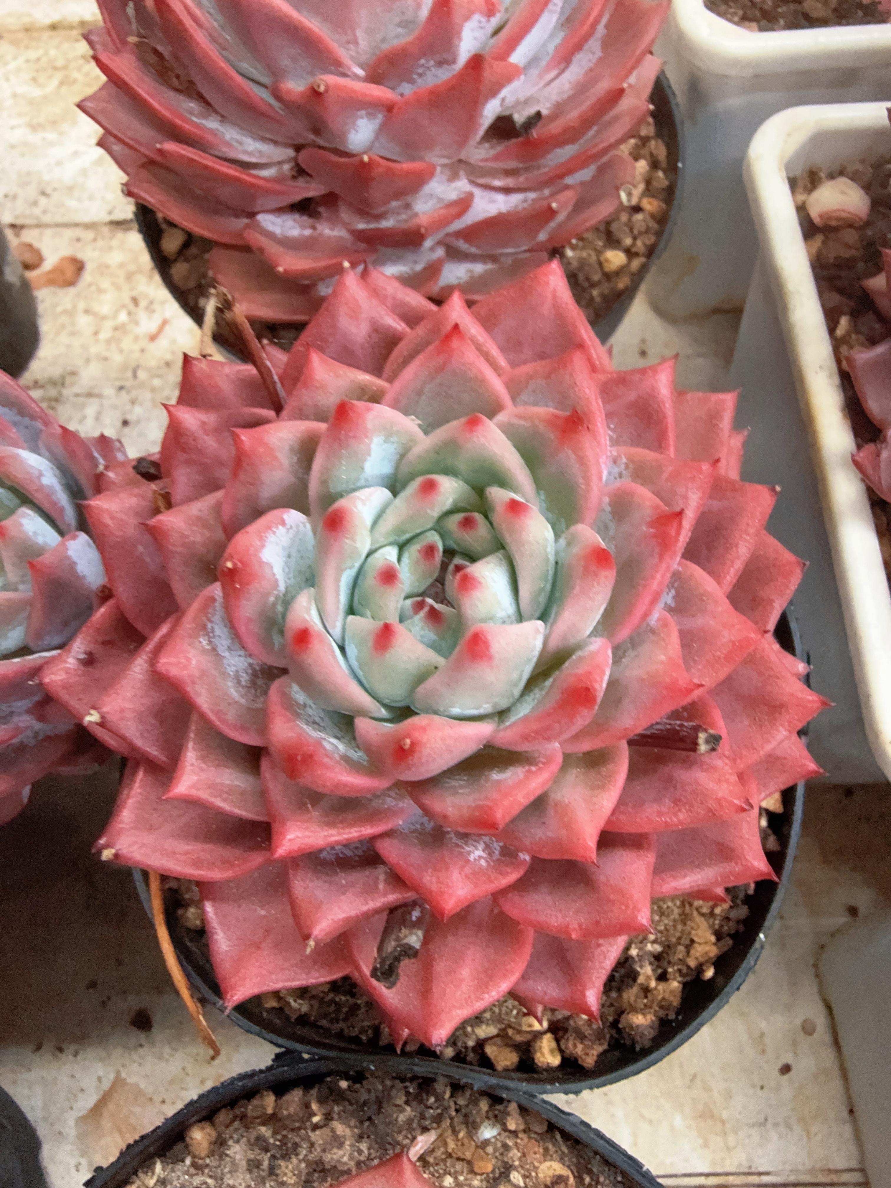 12月14日110#大单头粉蓝鸟（7-10cm）脱 土