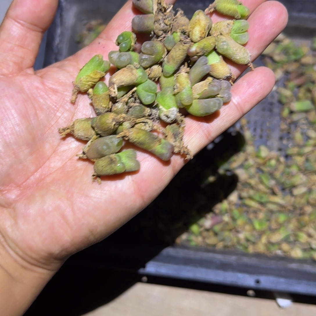 4年半风铃玉20颗一组随机发货包邮
