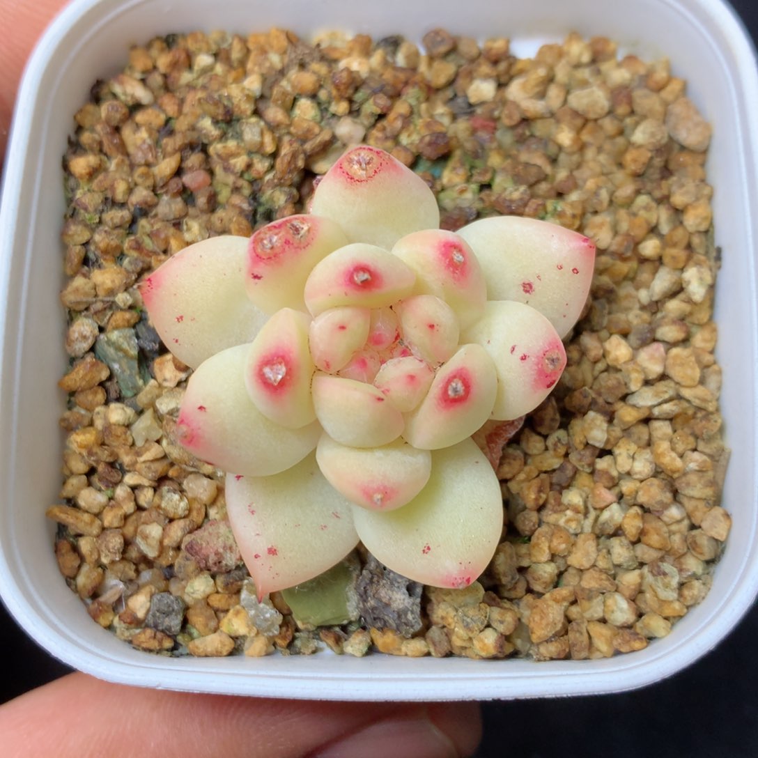 15 精品多肉一物一拍