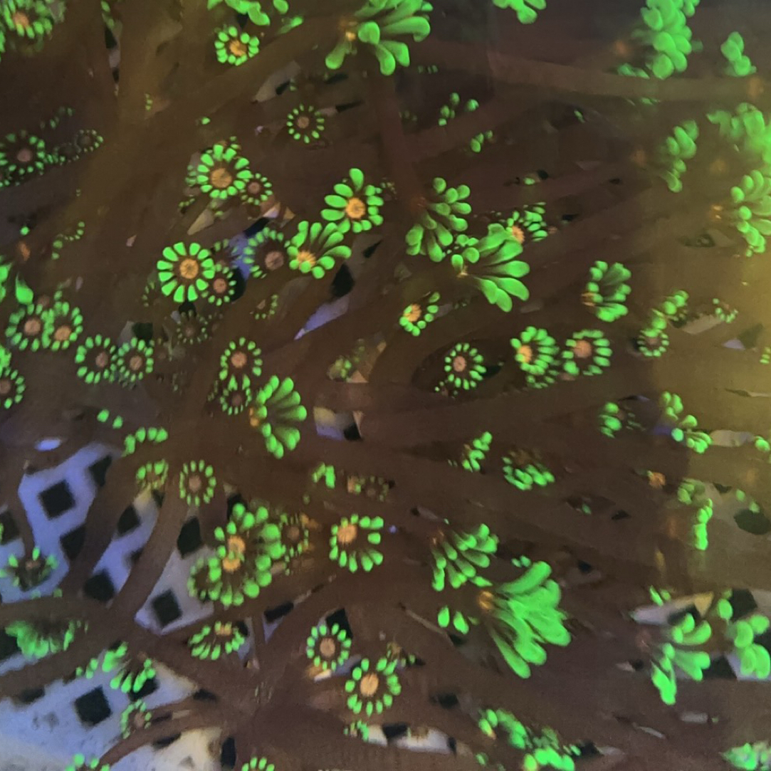 超长须大花粉芯茉莉海葵珊瑚25头左右