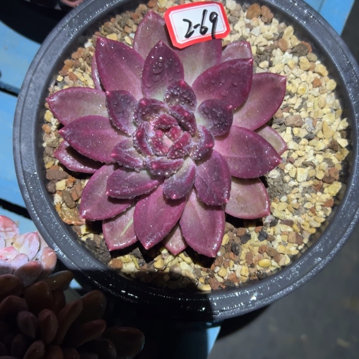 小***e精品多肉植物老桩