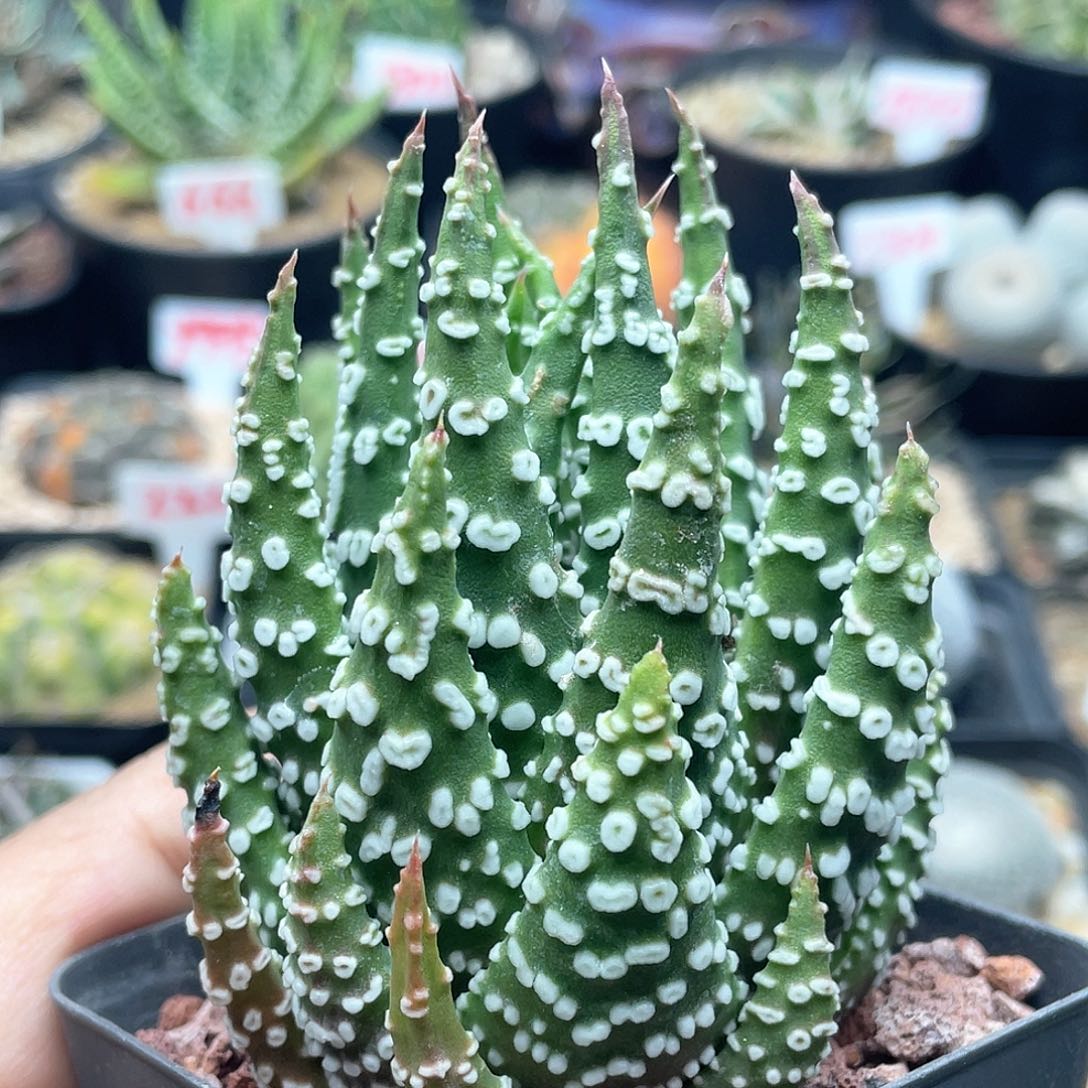 实生眼圈 致远多肉