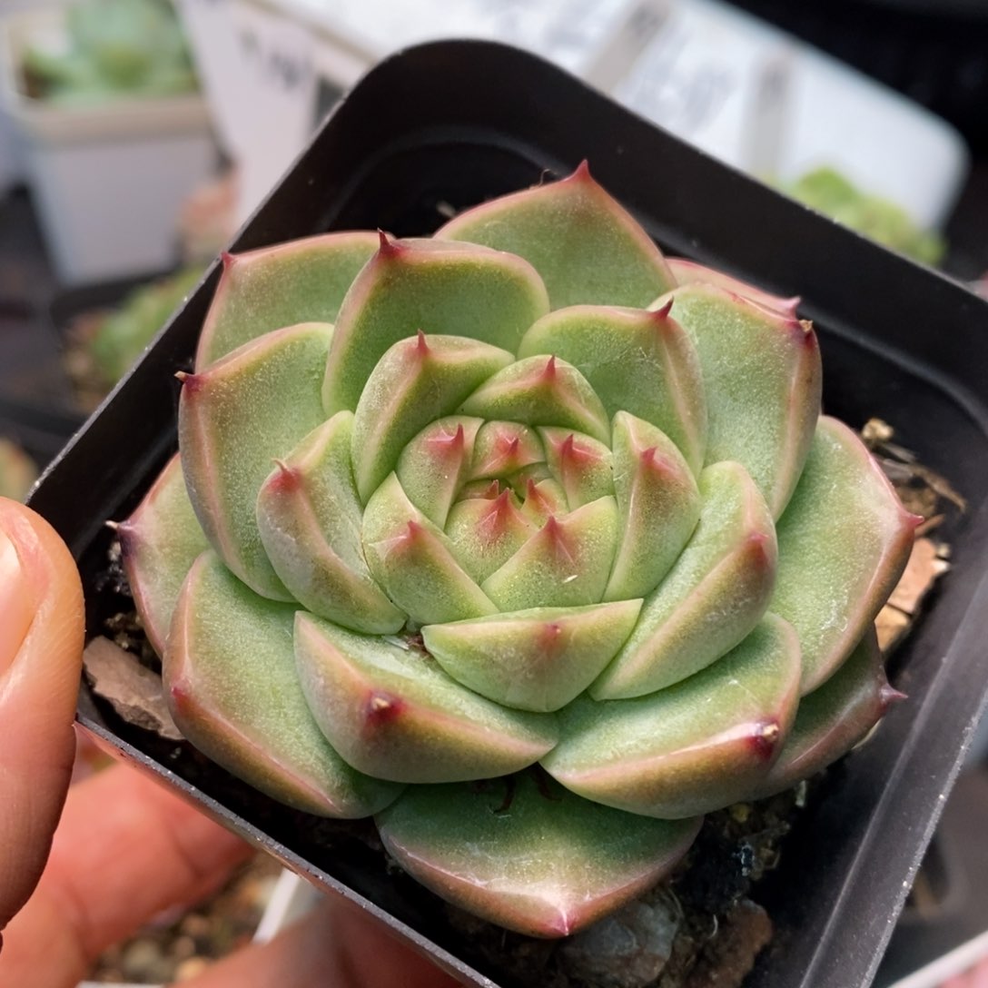 精品多肉一物一拍不包整75