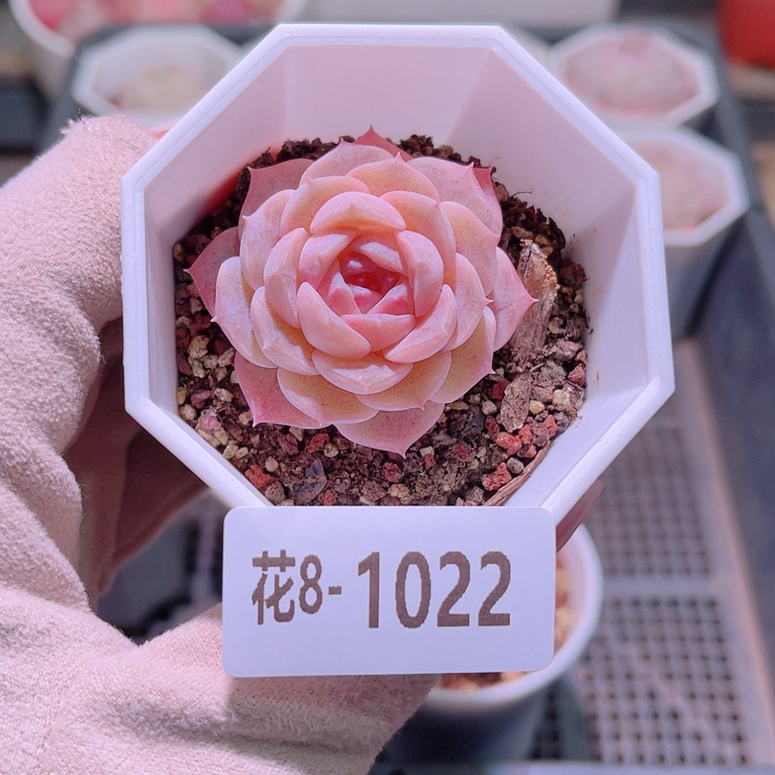 花利美8-1022纯爱