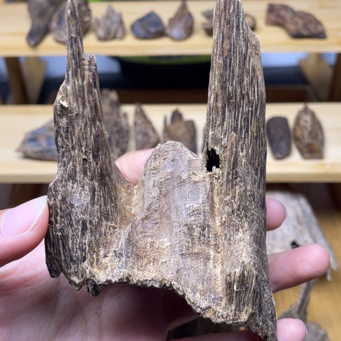 20克海南大山吊口香