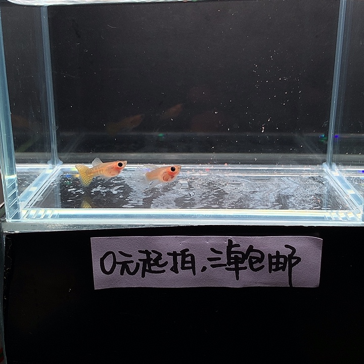孔雀鱼黄蕾丝玻璃猫大c一对
