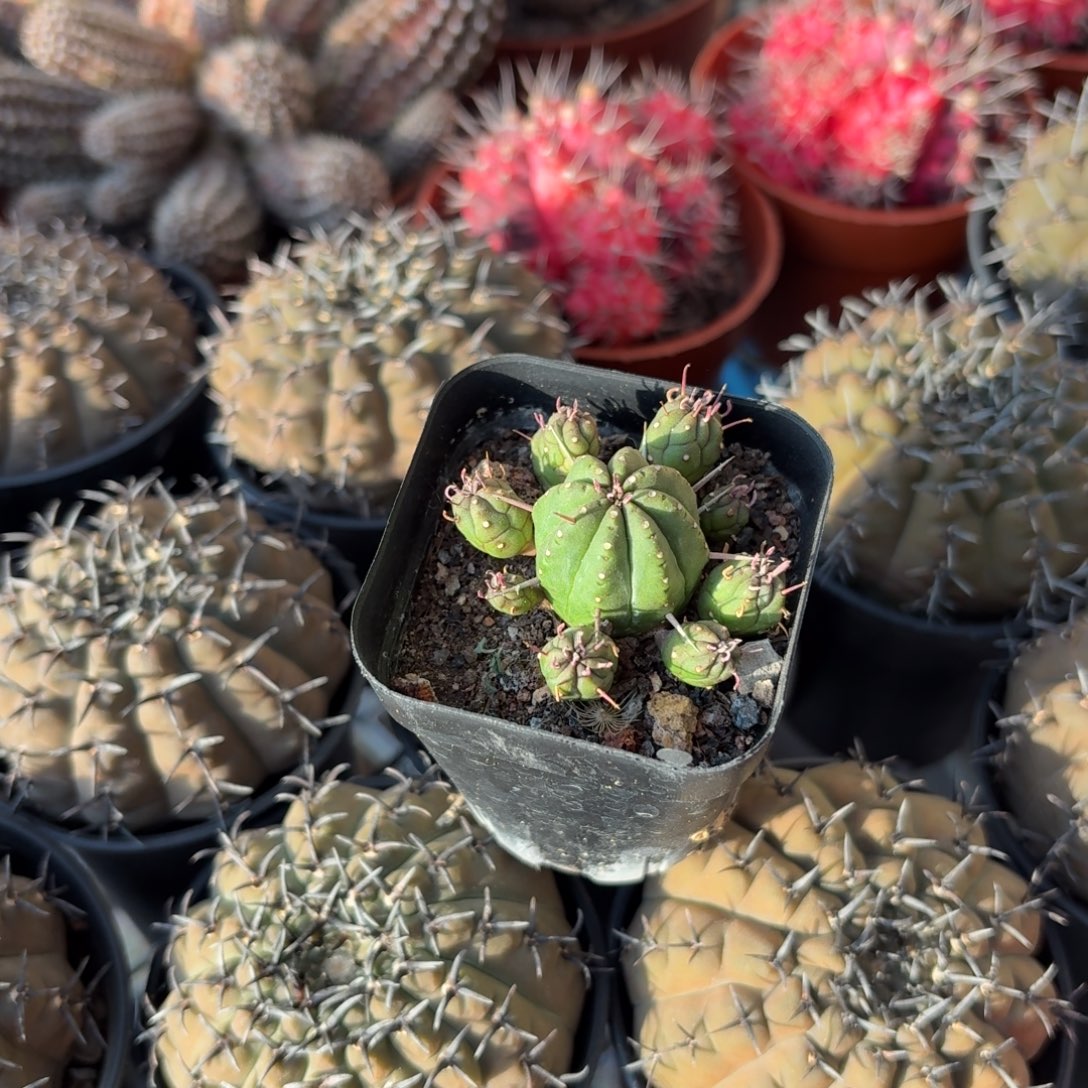 红刺火麒麟仙人球5㎝