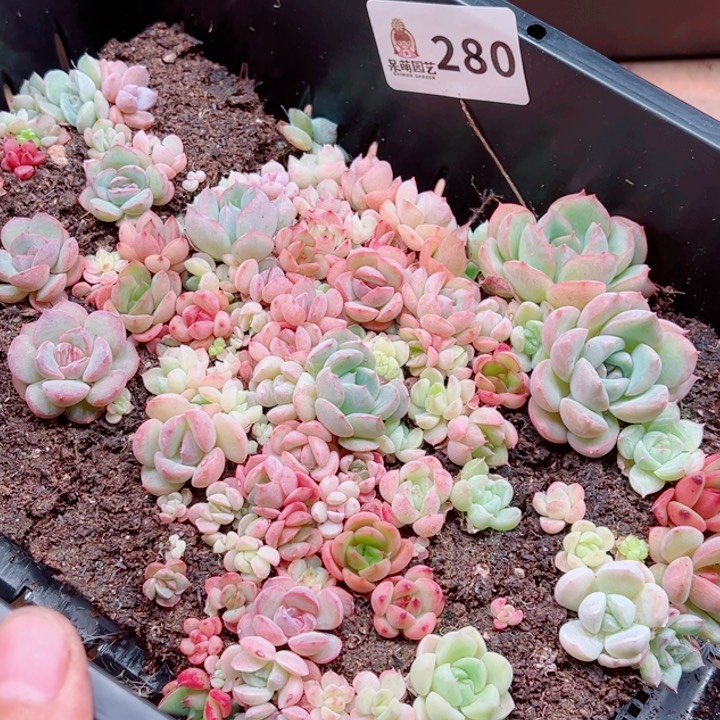 可***可多肉植物多肉植物