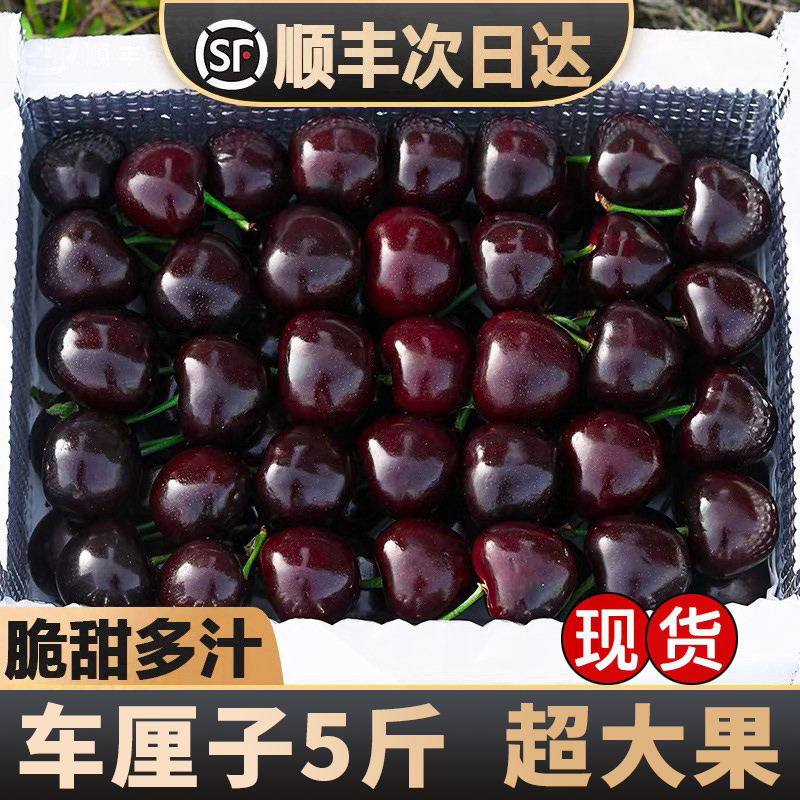 海运智利车厘子进口桑缇娜J-5J级特大号水果顺丰内附果径卡