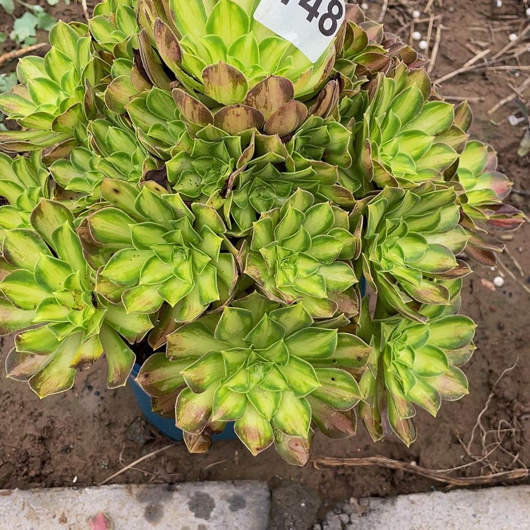 多肉法师148号韶华发货不包损