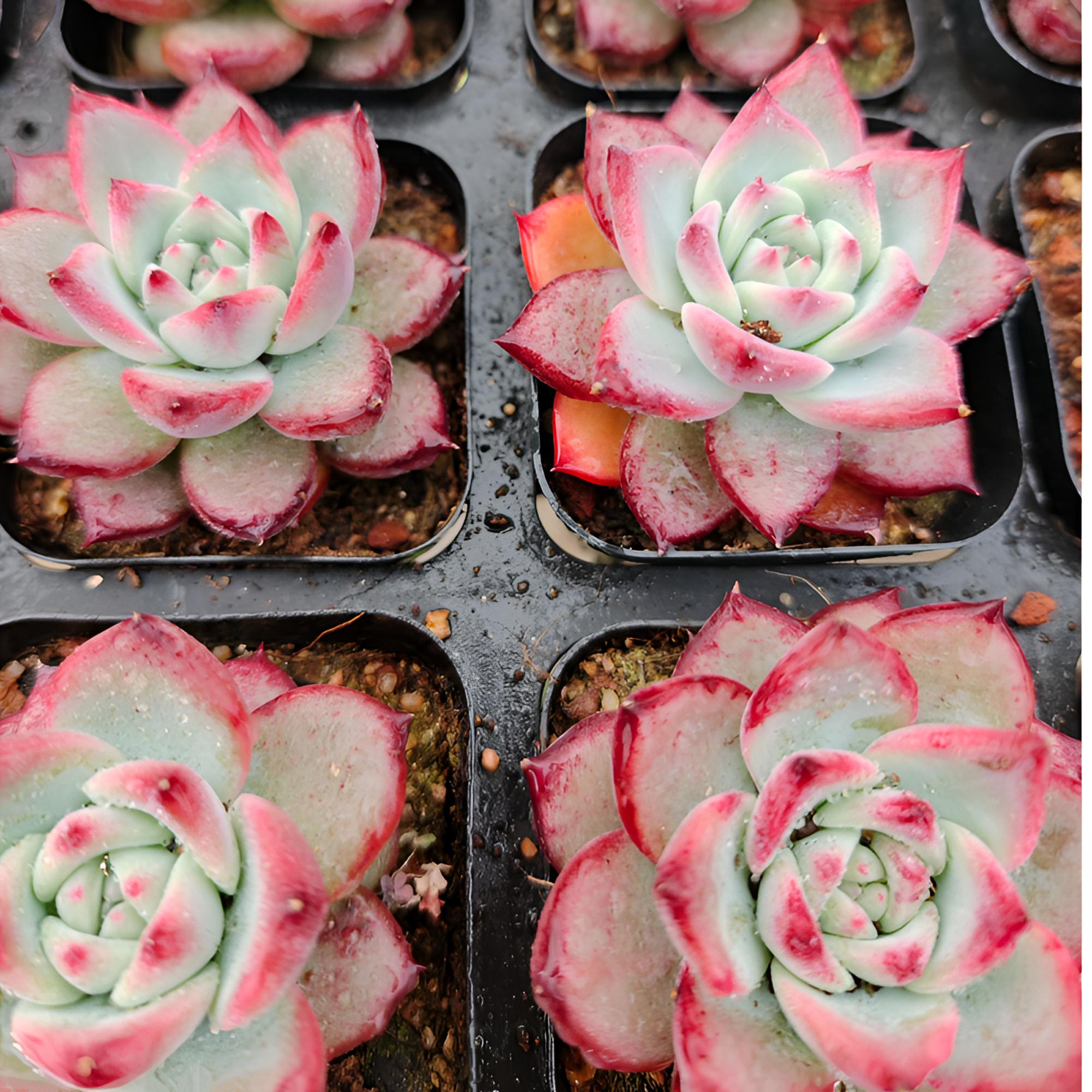 红拉糖精品多肉裸根上盆