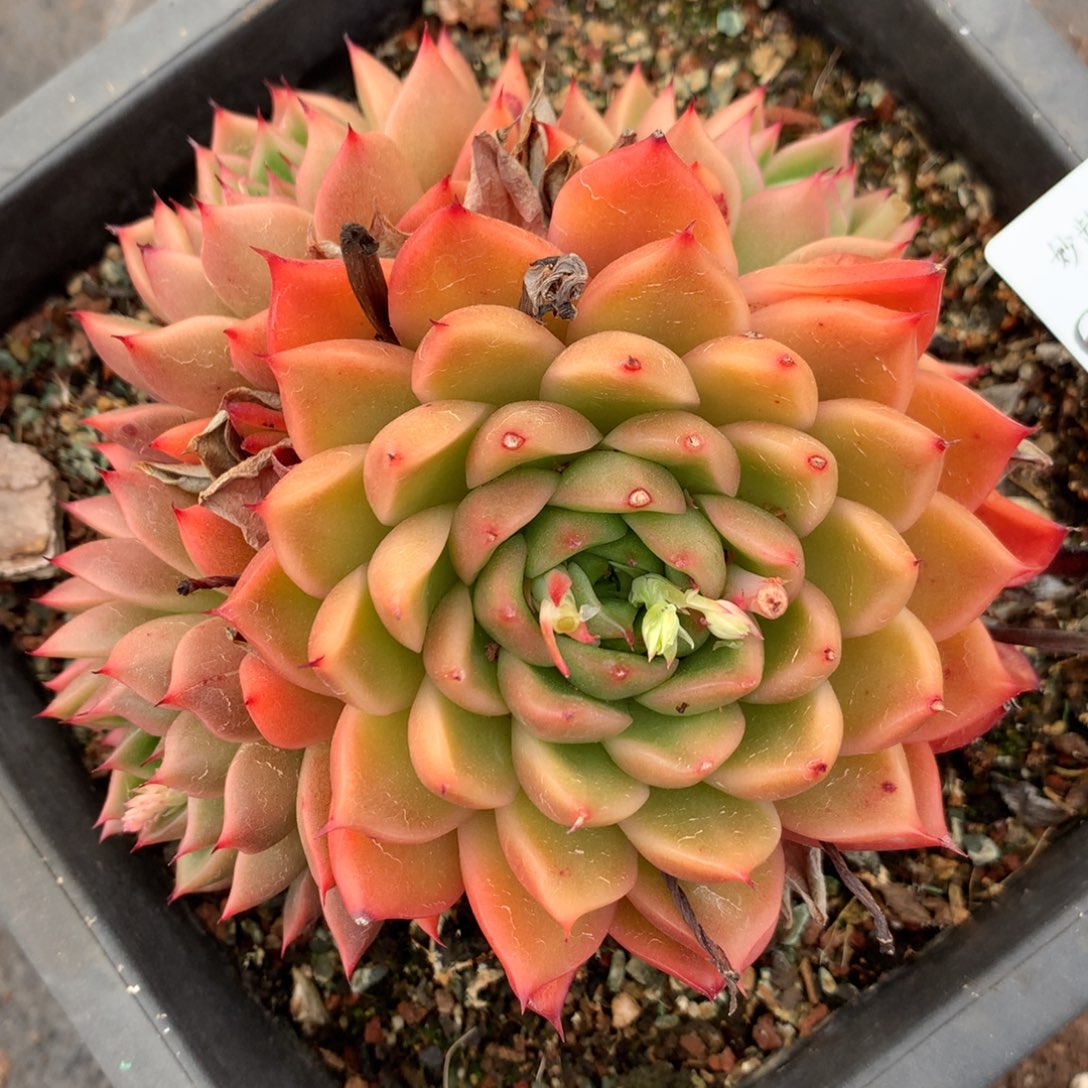 6604杂交多肉植物