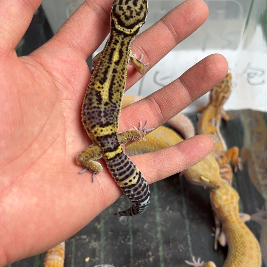 黑夜荷叶黑夜风格