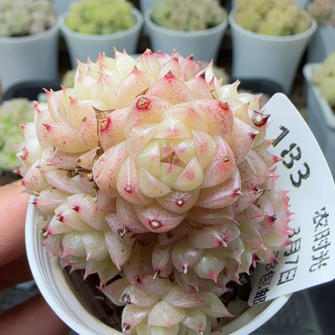 【闪购商品】0307-183包子麦杆