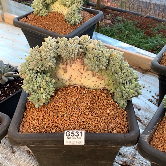 旻***子奶糖缀化531 全场默认微瑕7-8天发货