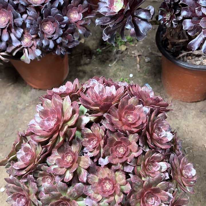 多肉植物红丝绒21