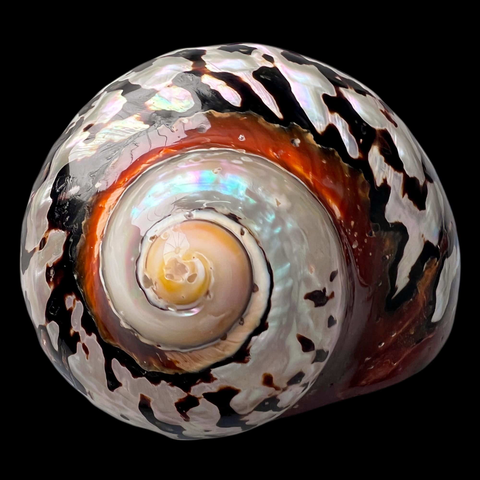 【南非酒杯（精品）】89.1mm 赠1串杯托 贝壳D2