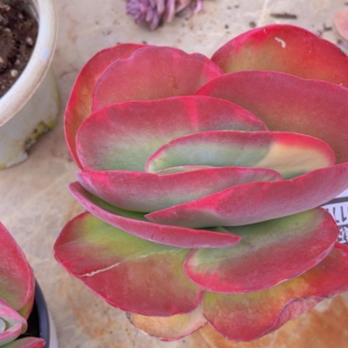 【闪购商品】唐印锦16175