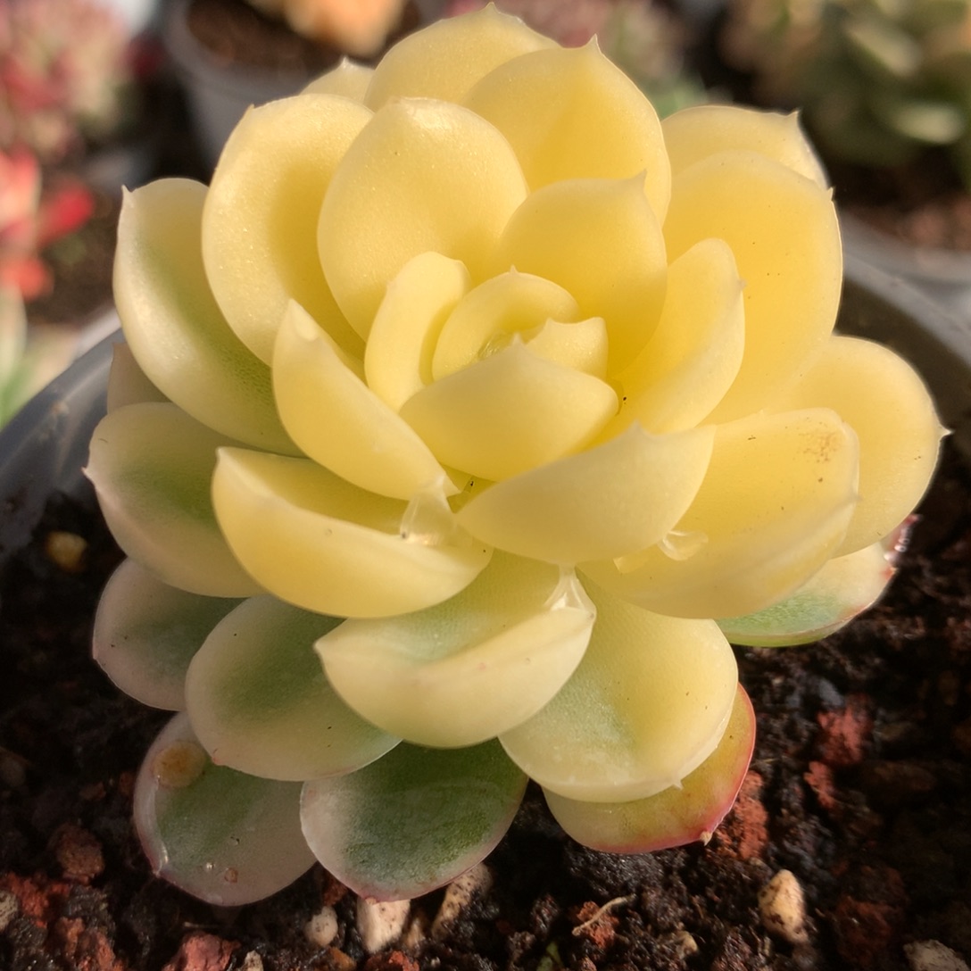 阴阳锦jjjjjjjjjjj