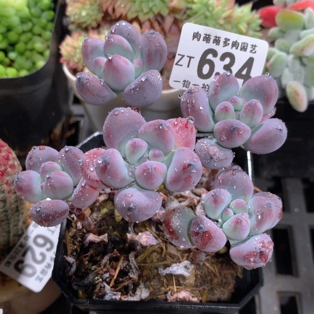 5CM拇指盆精控多肉ZT634同款