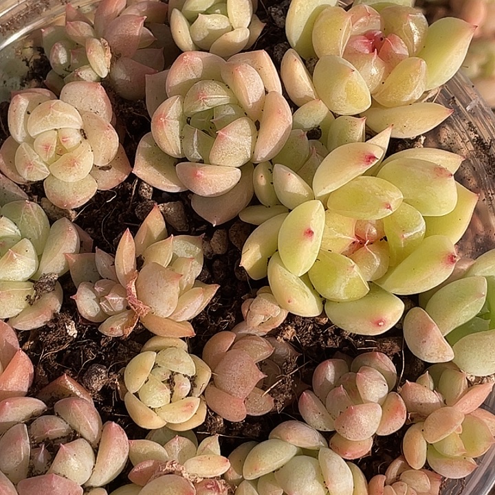 OTO多肉切糕优选dy2460