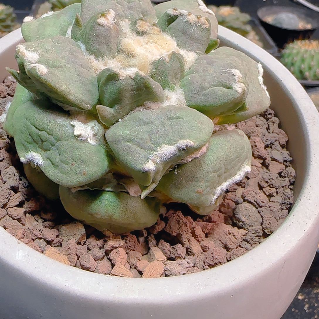 意****人一物一拍所见即所得