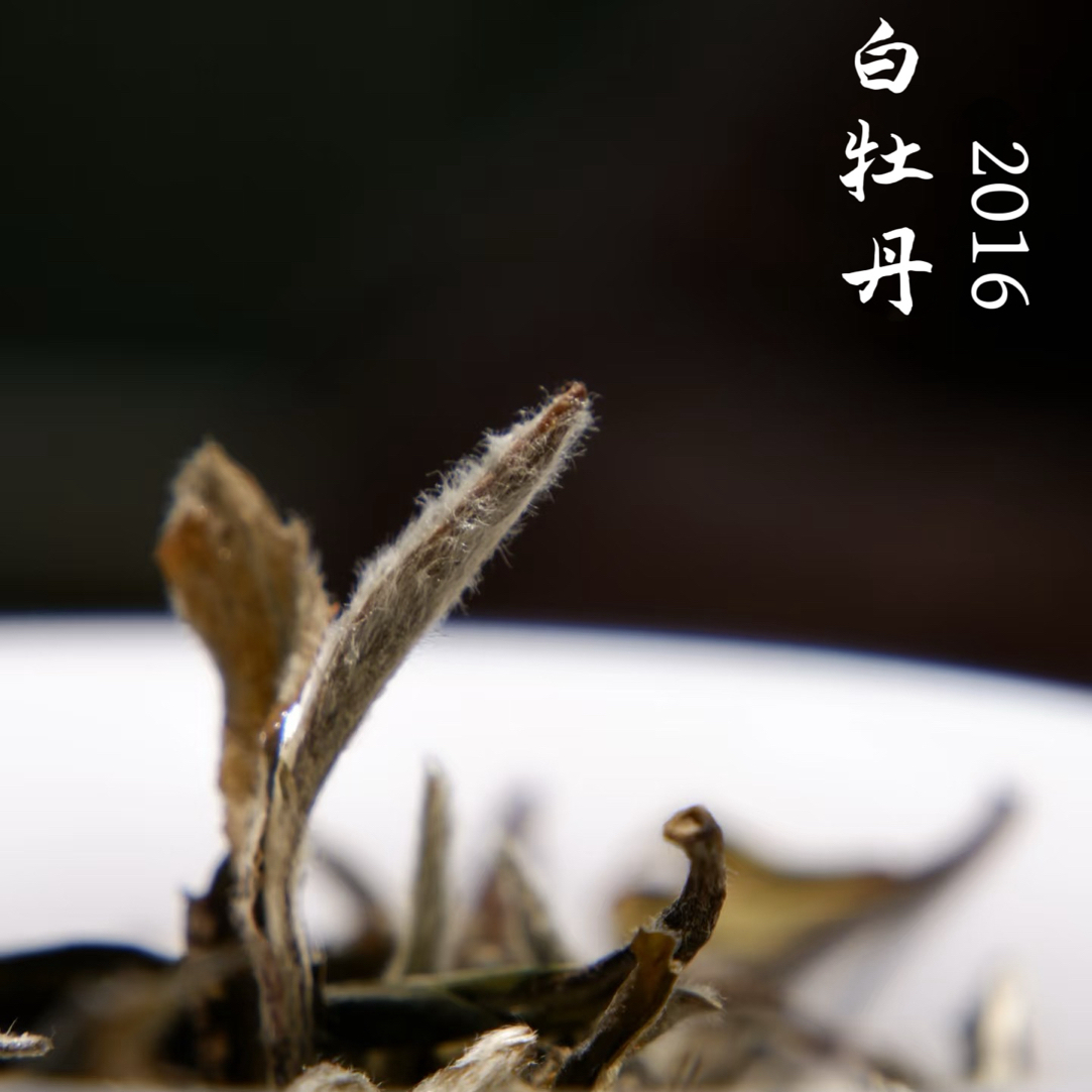 纵春风2016白牡丹/福鼎白茶/可可香、毫香蜜韵/凝润细腻