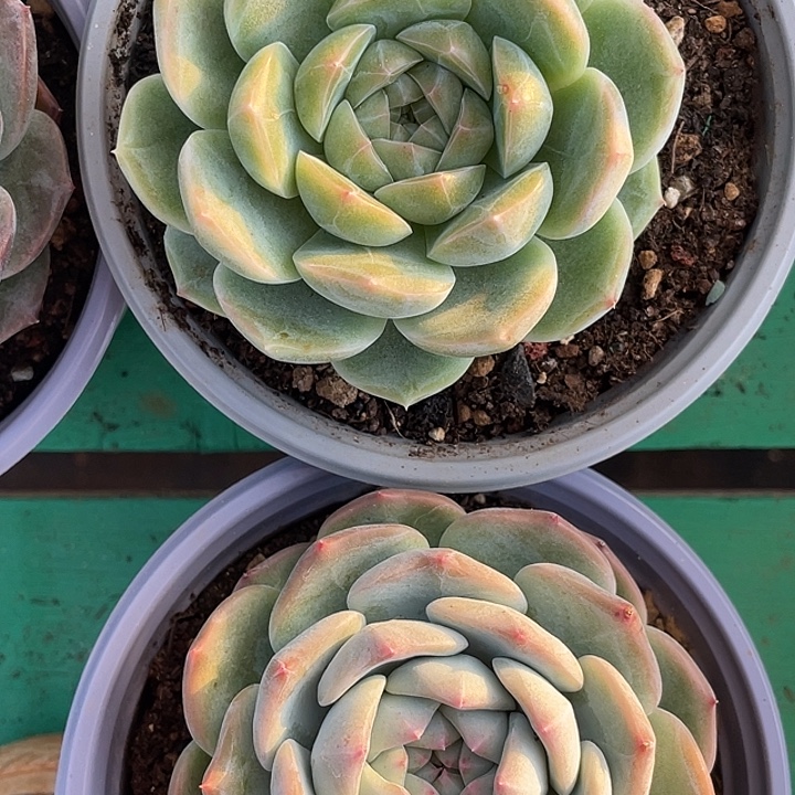 杂交两颗一物一拍