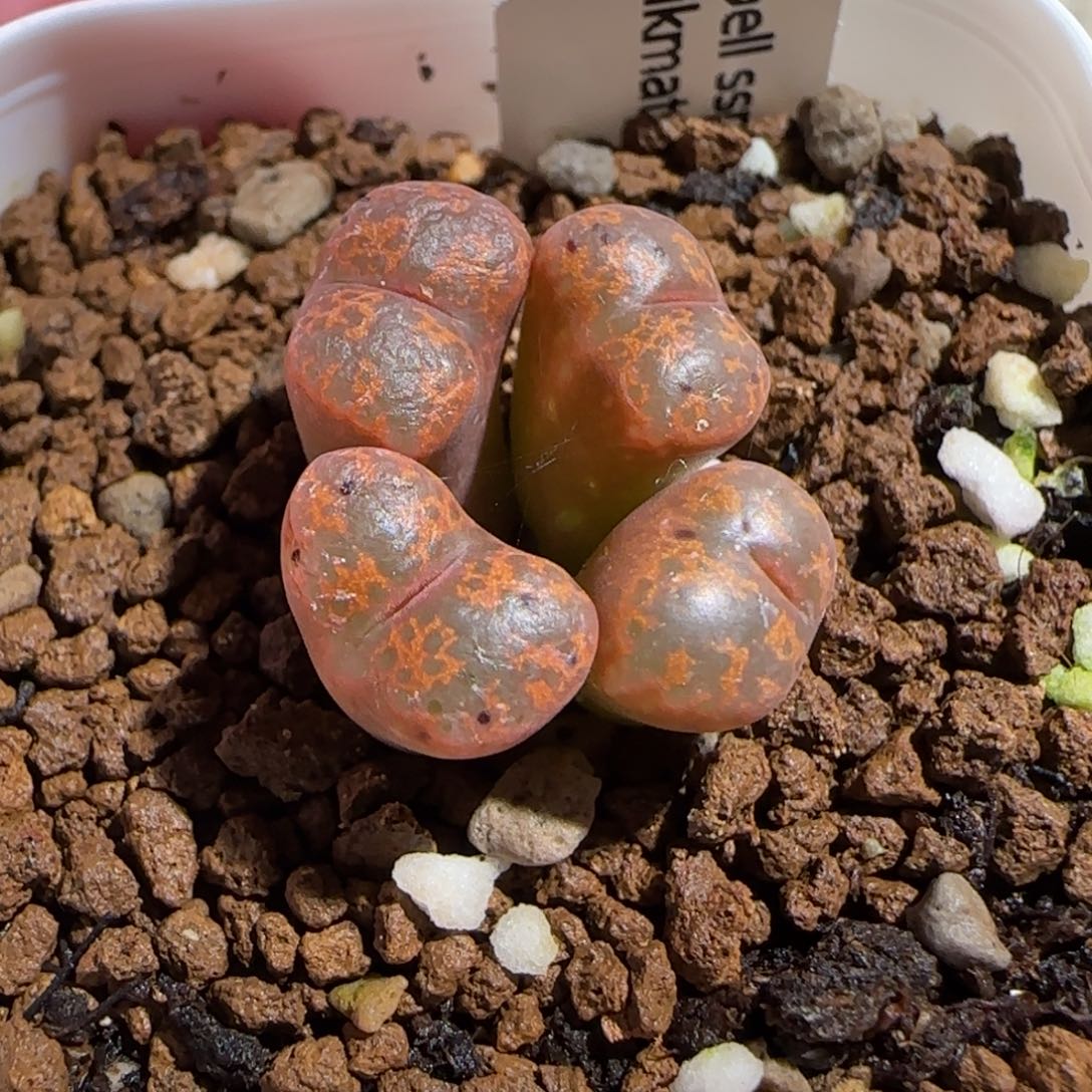 肉锥多肉植物组合-勋章215