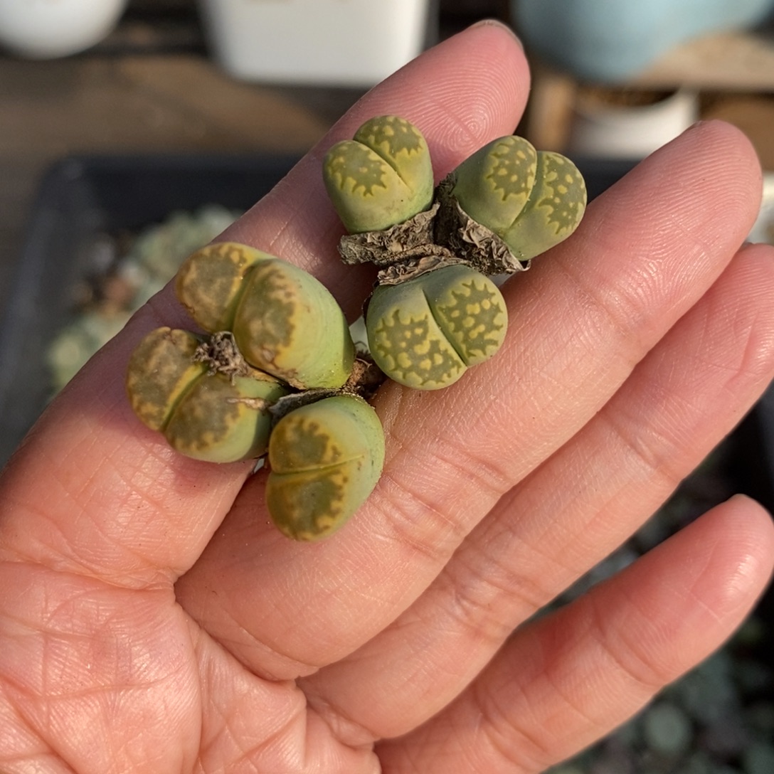 0331 两颗三头群生生石花