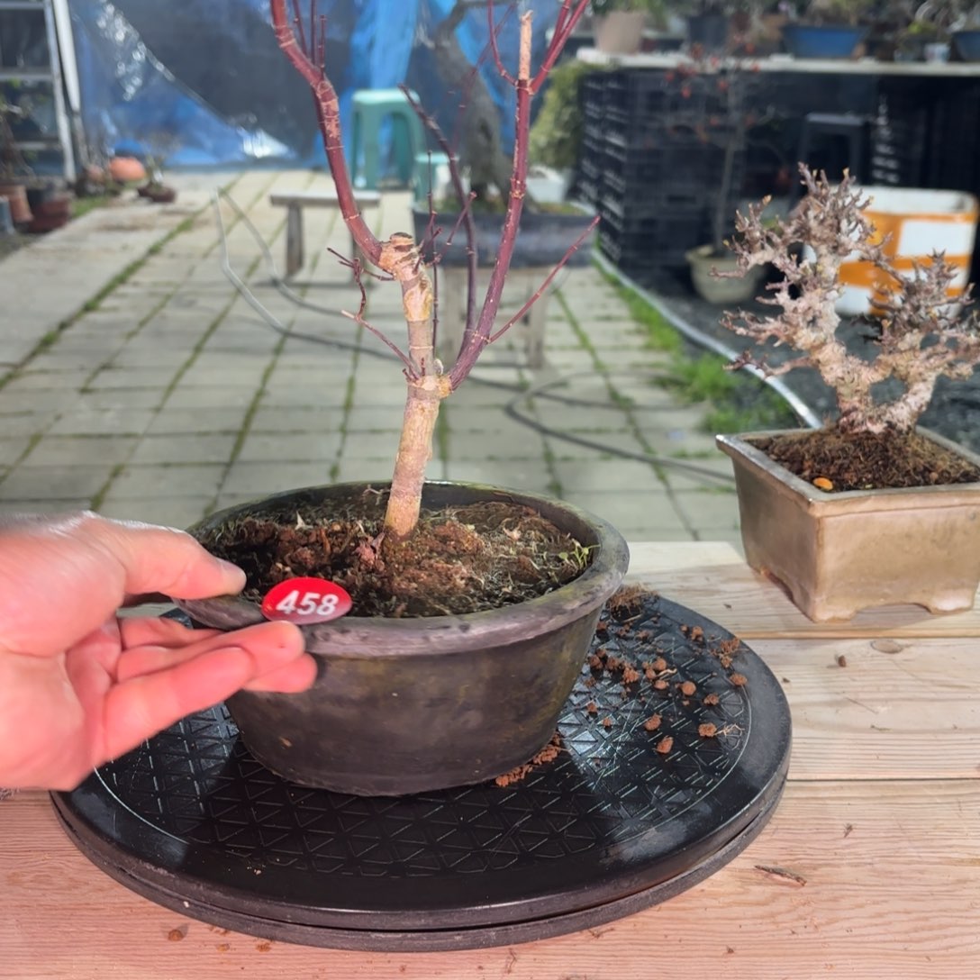 虚***八全场盆景458号包邮