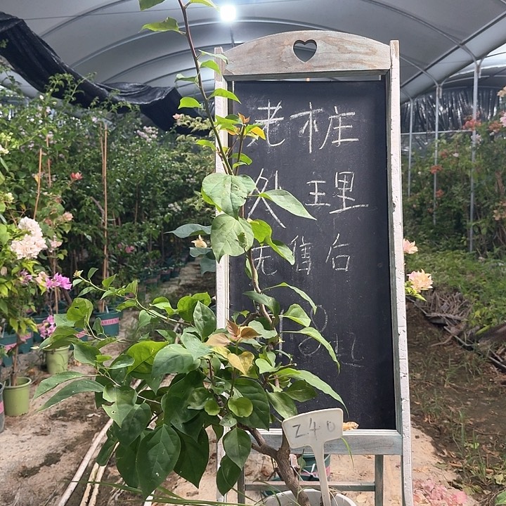 无花朵三角梅三角梅240