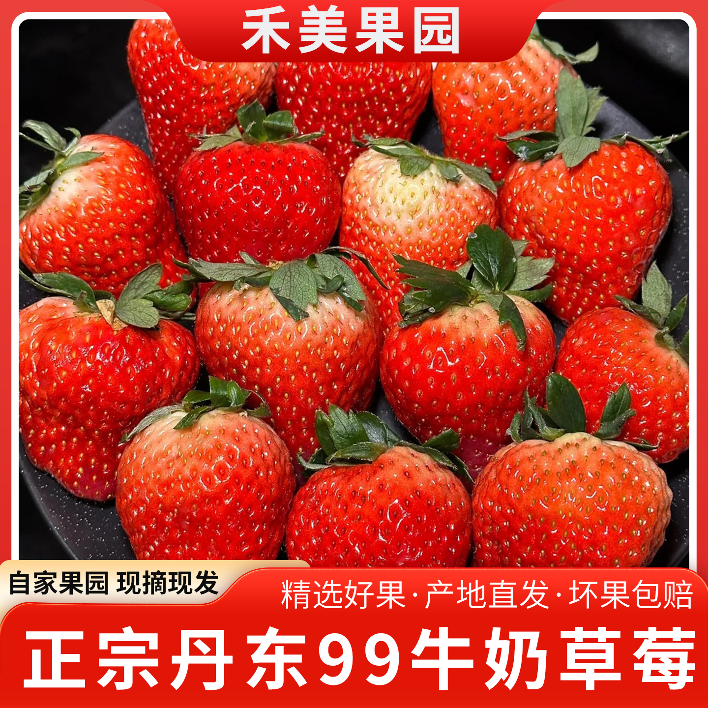 【现货现发】丹东九九草莓红颜东港产地直发顺丰空运包邮头茬果s