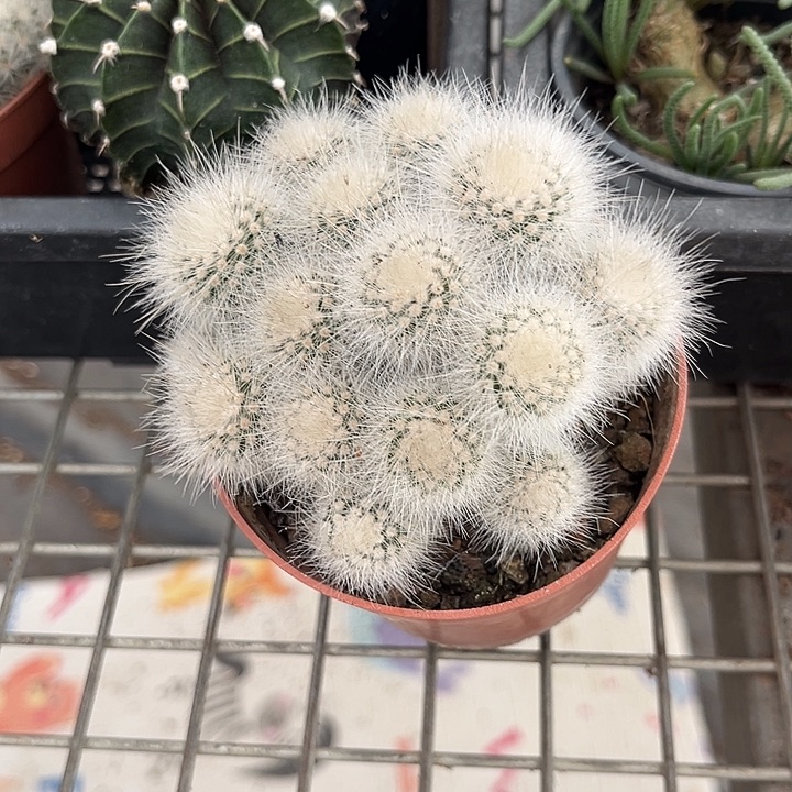 我也不知道我为什么要这样