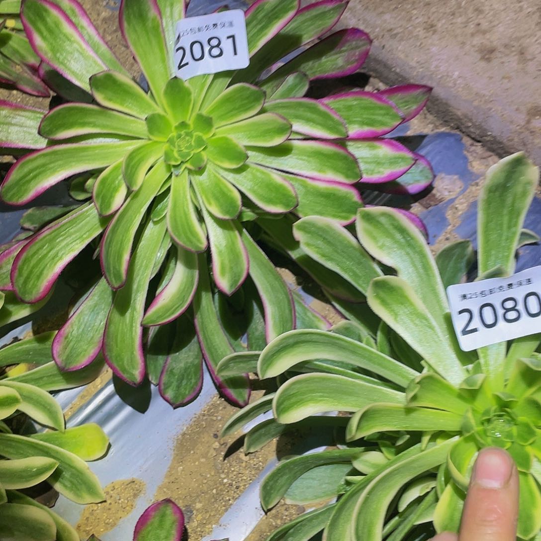 2081琉璃多肉植物