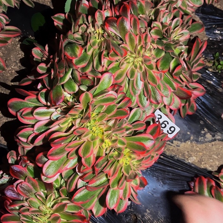  369妖月多肉植物处理不售后缀化