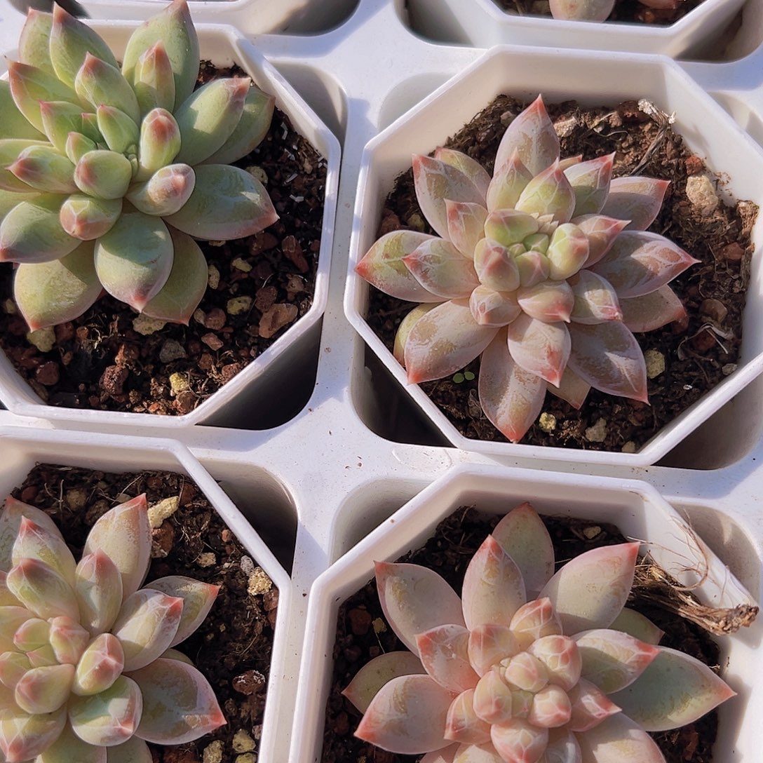 最***人7颗幻影美人7颗虞美人