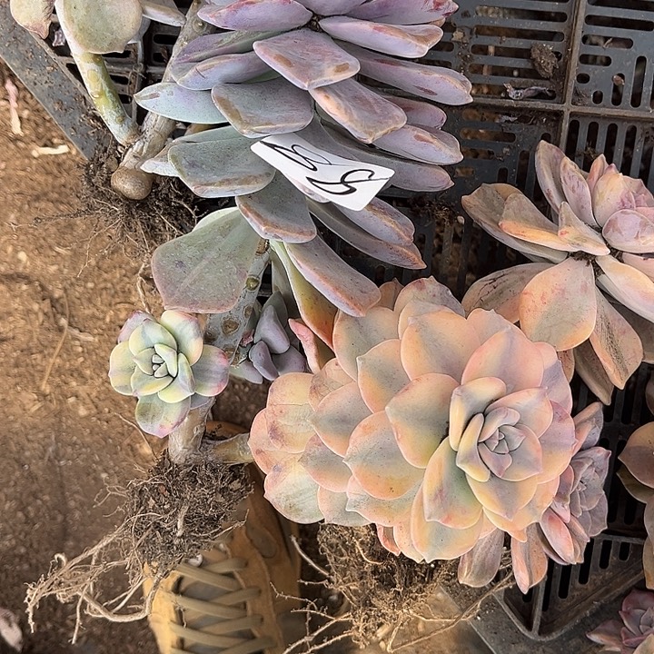 1***紫乐景88号多肉植物精品