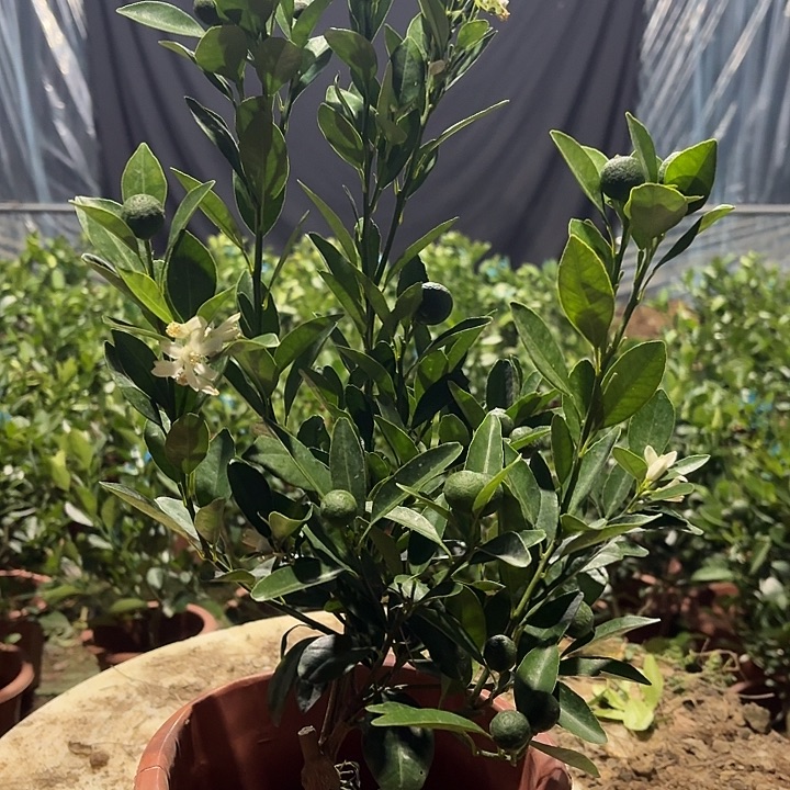 无花朵一树一价，一物一拍