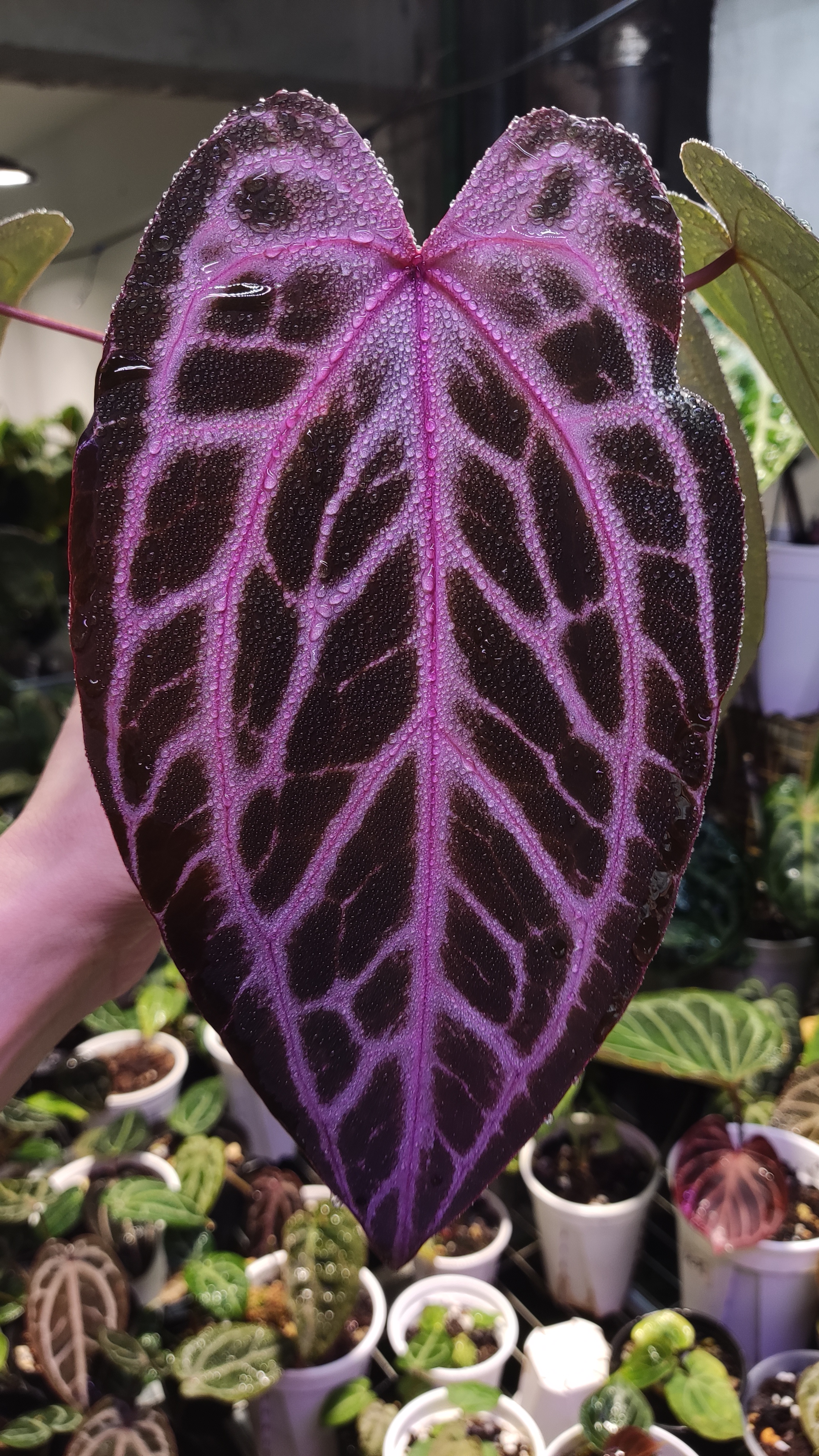 红皇后F2室内网红观叶热植好养开花绿植盆栽