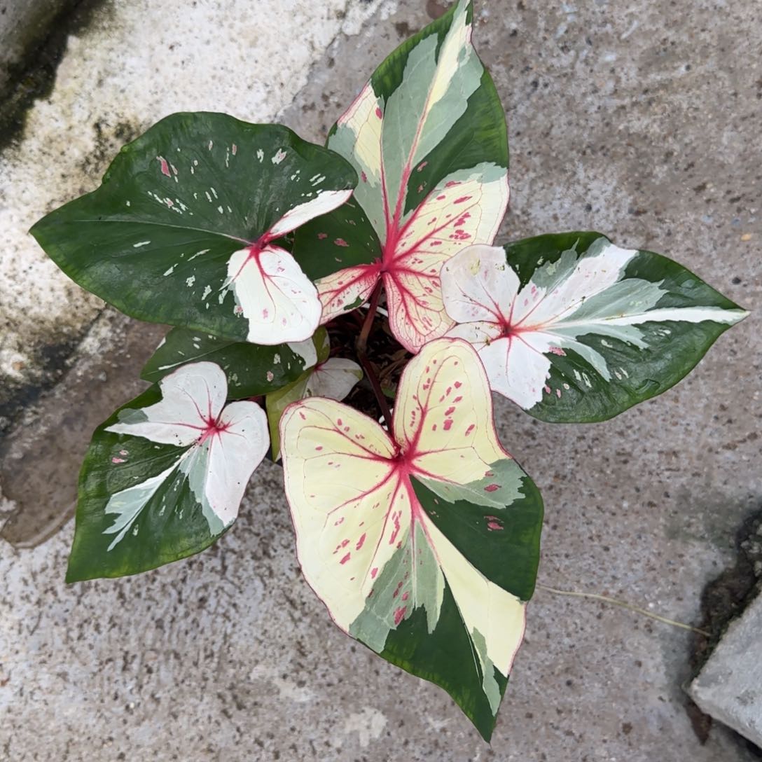 R***n泰国42-0812众神聚会