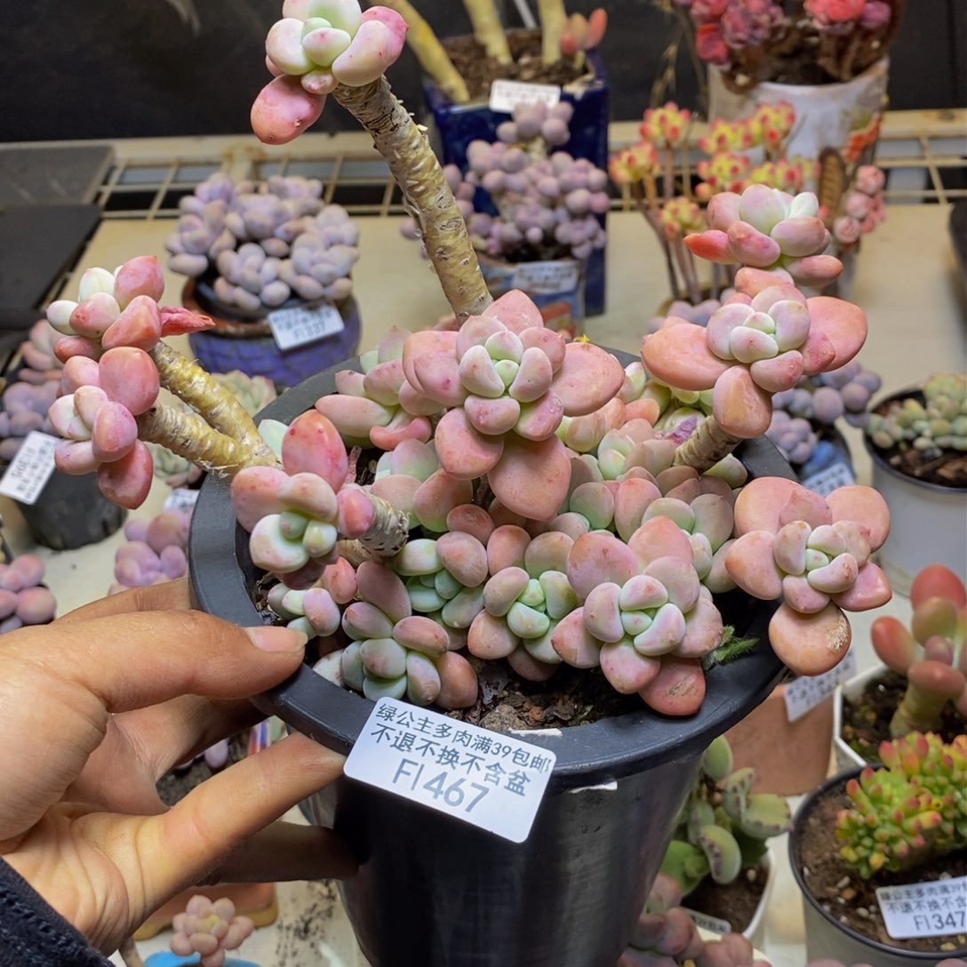 467樱花洛神多肉有断枝