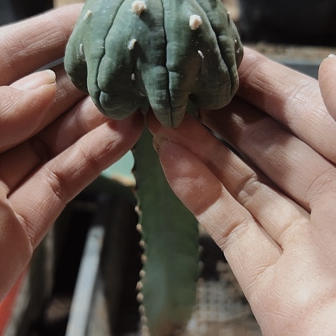 938海星兜仙人球的