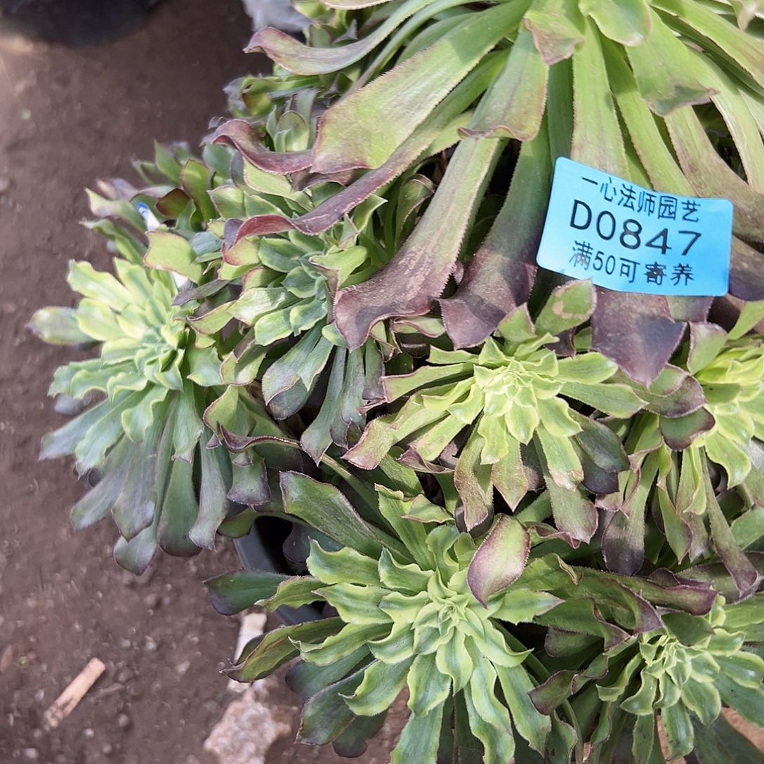 紫***子0847多肉植物多肉植物