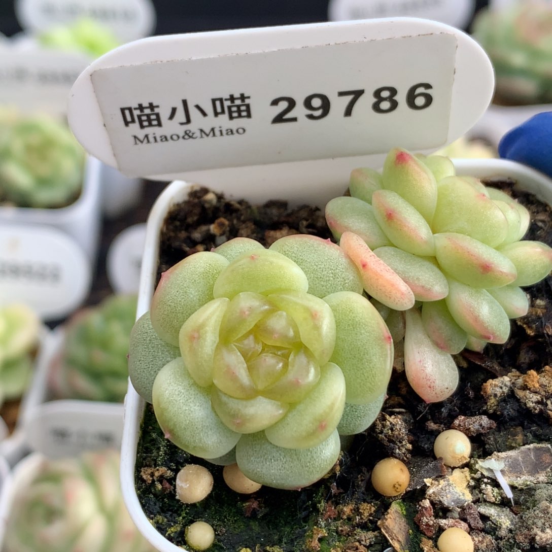 多肉植物杂交珍妮