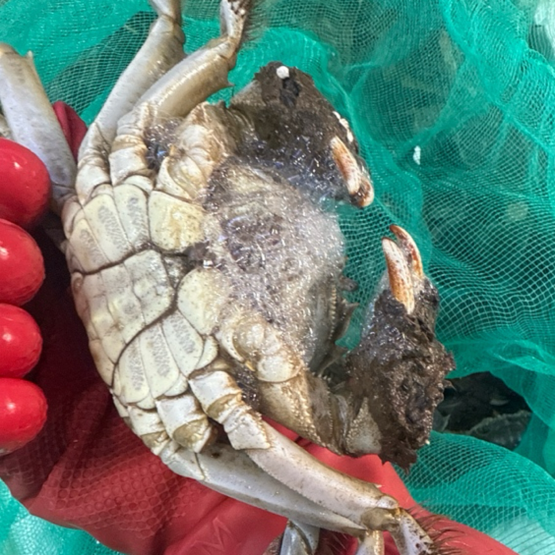 活蟹大3.5两公蟹嘎嘎香