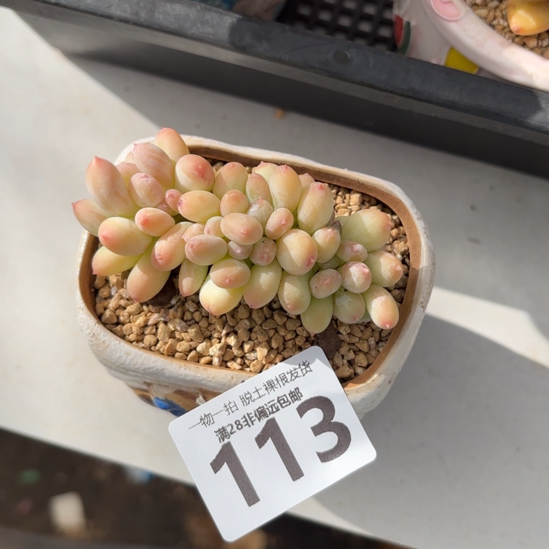 三日月美人缀化无盆土发货