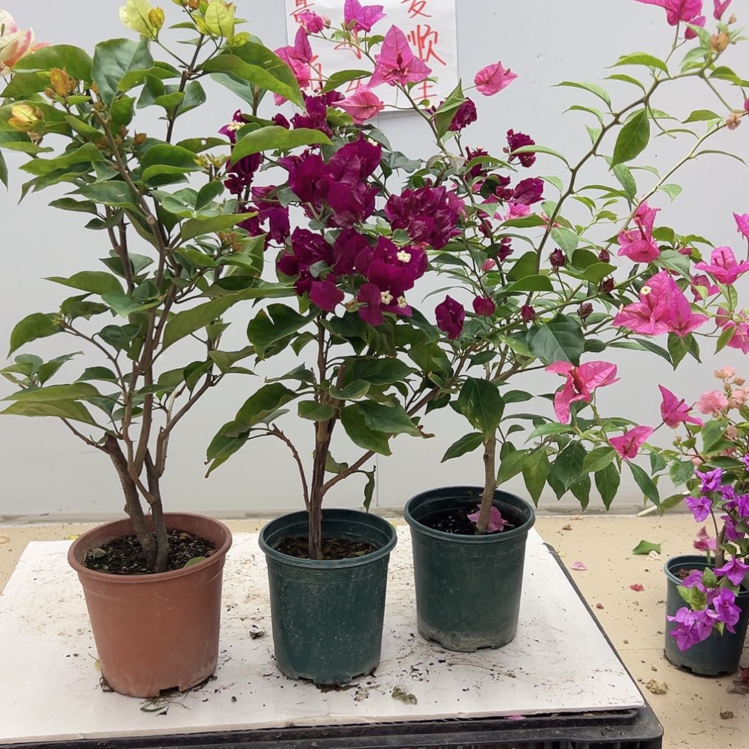 大部分花苞少量开放凤凰，黑暗行者，婆罗洲螺旋组合